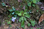 <i>Primula petiolaris </i>