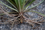 <i>Primula petiolaris </i>