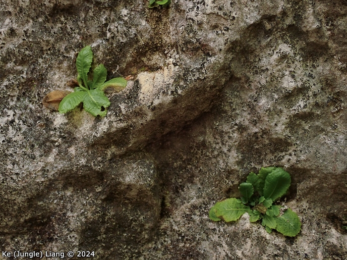 <i>Primula pingbaensis </i>