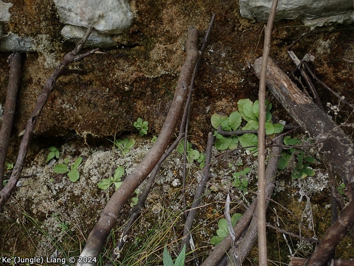 <i>Primula pingbaensis </i>