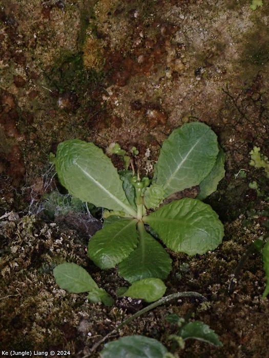 <i>Primula pingbaensis </i>