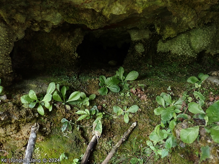 <i>Primula pingbaensis </i>