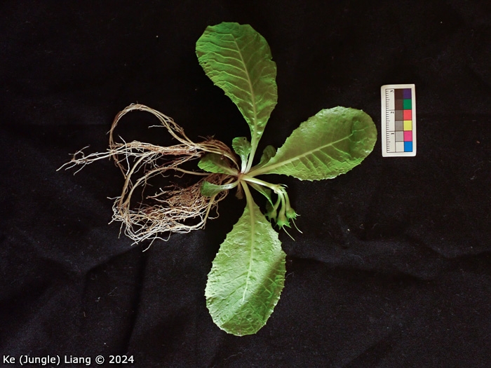 <i>Primula pingbaensis </i>