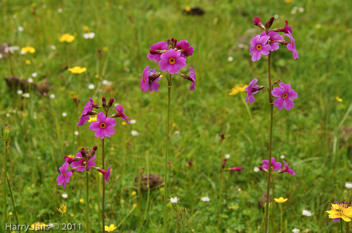 <i>Primula poissonii </i>