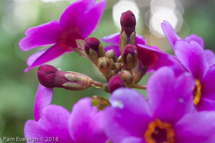 <i>Primula poissonii </i>