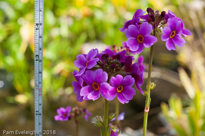 <i>Primula poissonii </i>