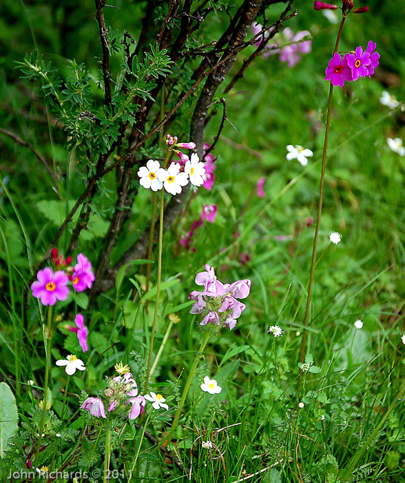 <i>Primula poissonii </i>