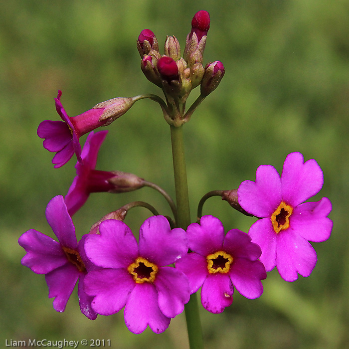 <i>Primula poissonii </i>