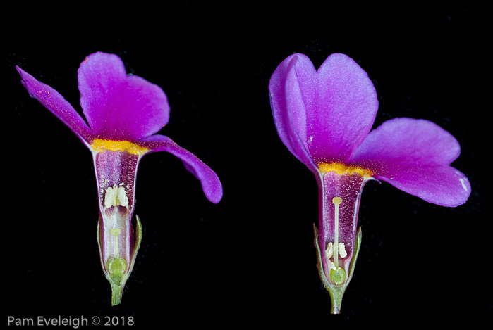 <i>Primula poissonii </i>