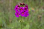 <i>Primula poissonii </i>