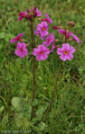 <i>Primula poissonii </i>