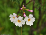 <i>Primula poissonii </i>