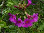 <i>Primula poissonii </i>