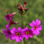 <i>Primula poissonii </i>