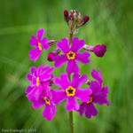 <i>Primula poissonii </i>