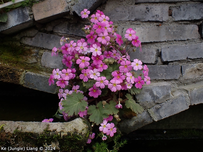 <i>Primula praenitens </i>