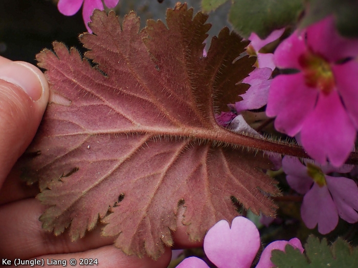 <i>Primula praenitens </i>