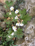 <i>aff. Primula praenitens </i>