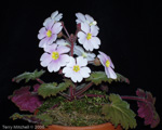<i>Primula praenitens </i>