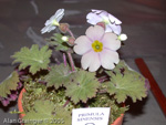 <i>Primula praenitens </i>