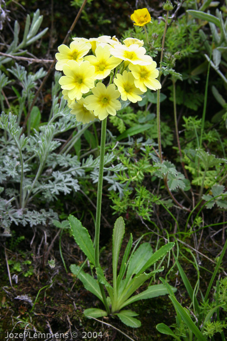 <i>Primula prattii </i>