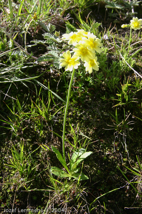 <i>Primula prattii </i>