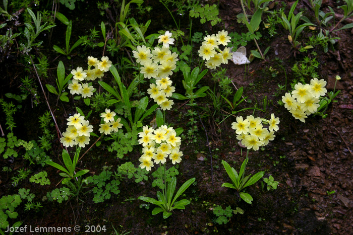 <i>Primula prattii </i>