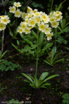 <i>Primula prattii </i>