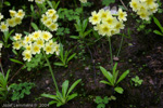 <i>Primula prattii </i>