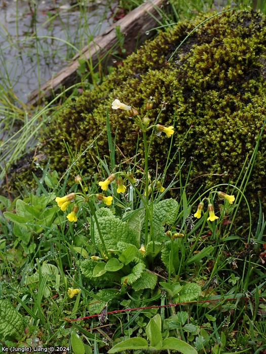 <i>Primula prenantha </i>