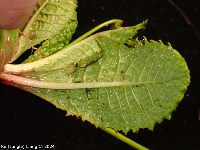 <i>Primula prenantha </i>