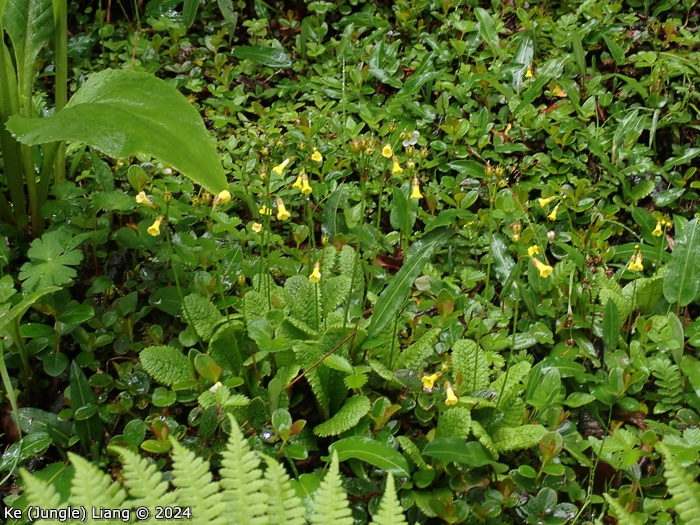 <i>Primula prenantha </i>