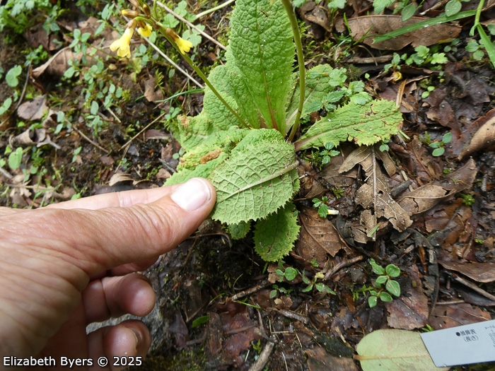 <i>Primula prenantha </i>