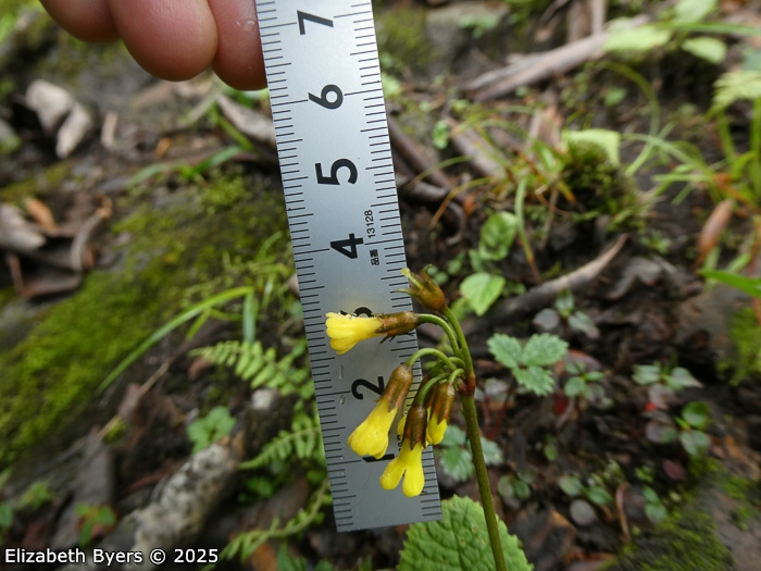<i>Primula prenantha </i>