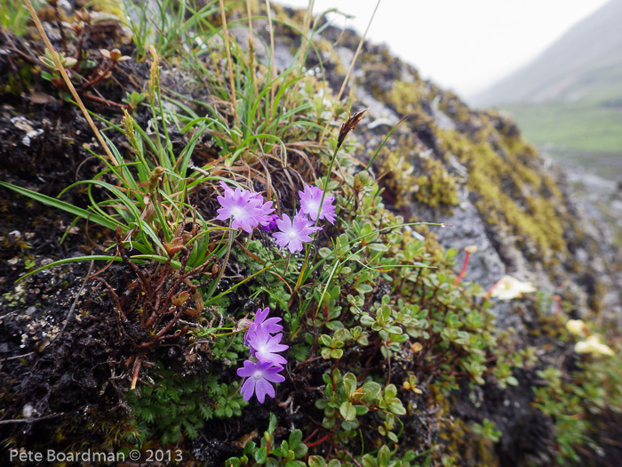 <i>Primula primulina </i>