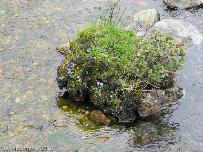 <i>Primula primulina </i>