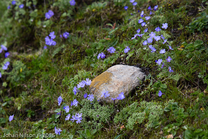 <i>Primula primulina </i>