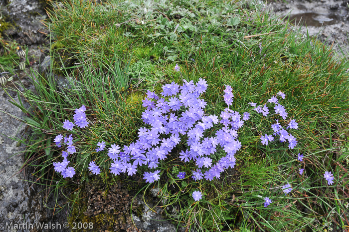 <i>Primula primulina </i>