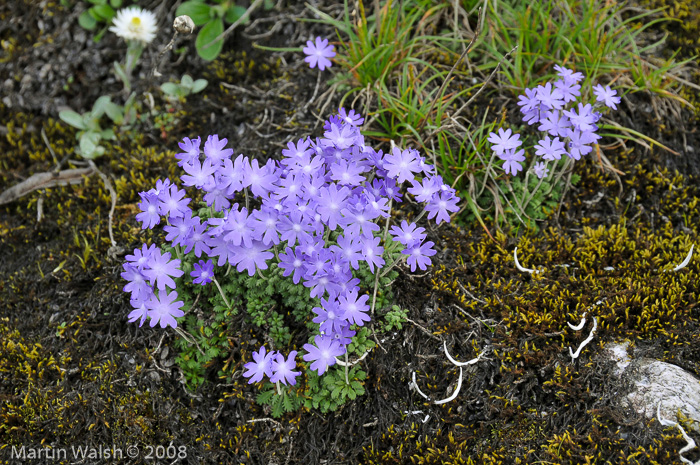 <i>Primula primulina </i>