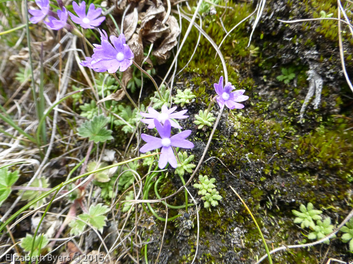 <i>Primula primulina </i>