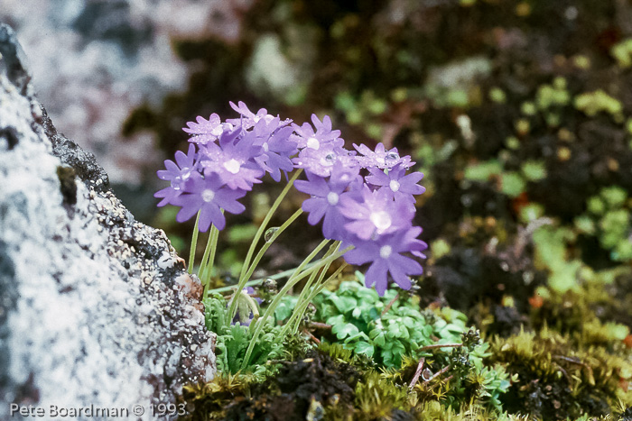 <i>Primula primulina </i>