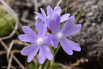 <i>Primula primulina </i>