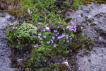 <i>Primula primulina </i>