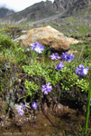 <i>Primula primulina </i>