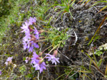 <i>Primula primulina </i>