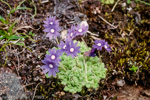 <i>Primula primulina </i>