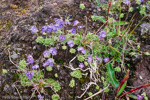 <i>Primula primulina </i>