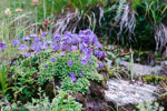 <i>Primula primulina </i>
