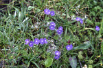 <i>Primula primulina </i>