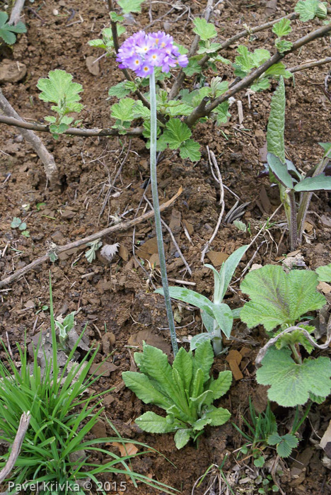 <i>Primula pseudodenticulata </i>